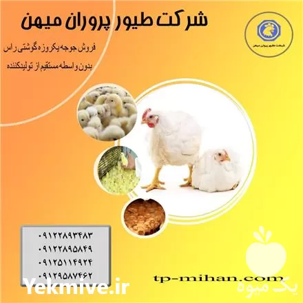 جوجه یکروزه بوقلمون مرغ تخم گذار در تهران در گروه مرغ و خروس و بوقلمون و اردک قو قاز در یکمیوه -عکس1