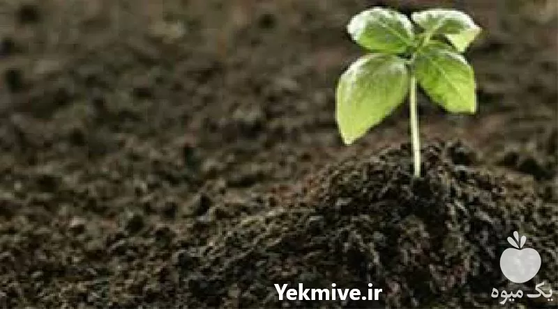 خرید پخش مستقیم خاک باغچه در گروه انواع محصولات خاک و تغذیه در یکمیوه -عکس1