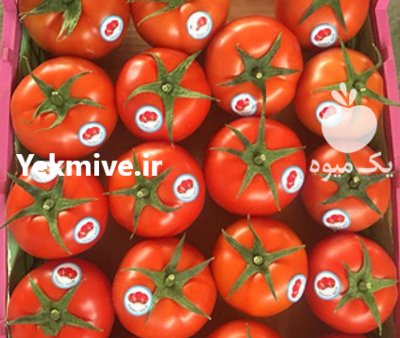 گوجه صادراتی درجه یک در یزد در گروه خرید و فروش گوجه فرنگی در یکمیوه -عکس1