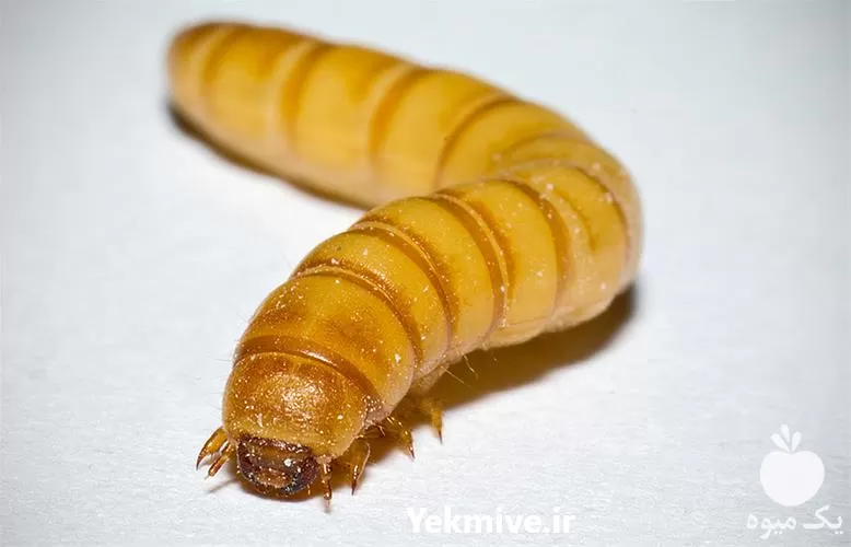 آموزش پرورش کرم میلورم در گروه دوره آموزش کشاورزی در یکمیوه -عکس1