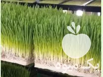 علوفه هیدروپونیک برای مصرف دام طیور در کرج در گروه خوراک دام و طیور در یکمیوه -عکس1