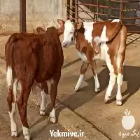 فروش گوساله پرواری سیمینتال خالص در گروه گاو و گوسفند و میش و بز کهره گوساله در یکمیوه
