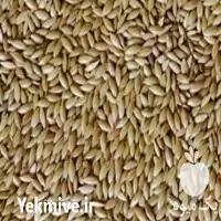 خرید و فروش ارزن در گروه خرید و فروش دانه های روغنی در یکمیوه