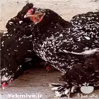 فروش مرغ برهما بلک متلد در خرمدره در گروه مرغ و خروس و بوقلمون و اردک قو قاز در یکمیوه