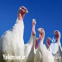 فروش جوجه یک روز در تهران در گروه مرغ و خروس و بوقلمون و اردک قو قاز در یکمیوه