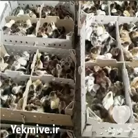 قیمت خرید بلدرچین در تهران در گروه مرغ و خروس و بوقلمون و اردک قو قاز در یکمیوه