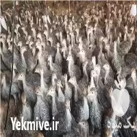 قیمت خرید جوجه بوقلمون نژاد بوربون در کرمانشاه در گروه مرغ و خروس و بوقلمون و اردک قو قاز در یکمیوه