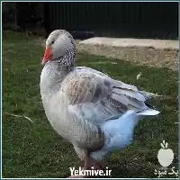 پرورش غاز صورت گام در گروه دوره آموزش کشاورزی در یکمیوه