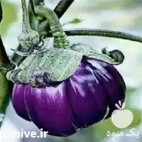 فروش بذر بادمجان دلمه ای و یولتا در گروه خرید و فروش بذر بادمجان در یکمیوه