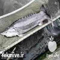 فروش آموزش تخصصی پرورش ماهی خاویاری در گروه دوره آموزش کشاورزی در یکمیوه