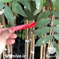 فروش پیوندک سبز نهال پسته در اصفهان در گروه خرید و فروش نهال پسته در یکمیوه