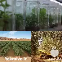فروش نهال پسته اصلاحی هیبریدی در اصفهان در گروه خرید و فروش نهال پسته در یکمیوه