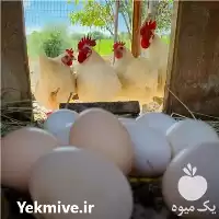 فروش مرغ برسه و فرانسوی در گروه مرغ و خروس و بوقلمون و اردک قو قاز در یکمیوه