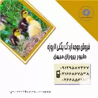 قیمت خرید جوجه اردک پکنی در تهران در گروه مرغ و خروس و بوقلمون و اردک قو قاز در یکمیوه