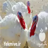 فروش جوجه بوقلمون یک ماهه در گروه مرغ و خروس و بوقلمون و اردک قو قاز در یکمیوه