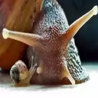 دوره آموزش پرورش حلزون آچاتینا در تهران در گروه دوره آموزش کشاورزی در یکمیوه