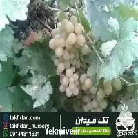 قیمت نهال انگور کشمش بواناتی در گروه خرید و فروش نهال انگور در یکمیوه