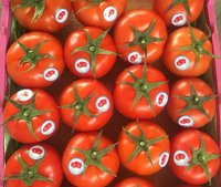 گوجه صادراتی درجه یک در یزد در گروه خرید و فروش گوجه فرنگی در یکمیوه