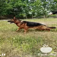 اصیل فروش سگ ژرمن شپرد شیانلو در کرج در گروه سگ و گربه در یکمیوه