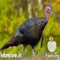 آموزش پرورش بوقلمون در گروه دوره آموزش کشاورزی در یکمیوه