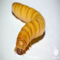 آموزش پرورش کرم میلورم در گروه دوره آموزش کشاورزی در یکمیوه