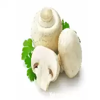 تا صد دوره آموزشی پرورش قارچ در گروه دوره آموزش کشاورزی در یکمیوه