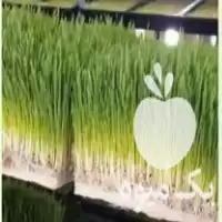 علوفه هیدروپونیک برای مصرف دام طیور در کرج در گروه خوراک دام و طیور در یکمیوه