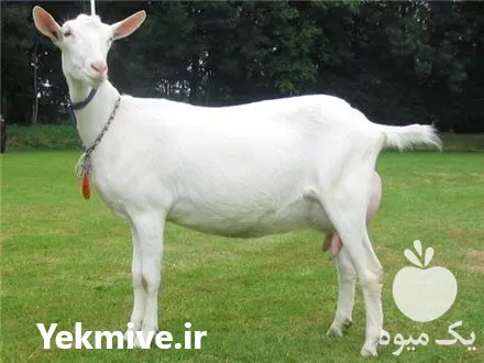 فروش بز سانن در گروه گاو و گوسفند و میش و بز کهره گوساله در یکمیوه -عکس1