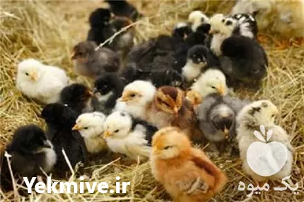 خرید مرغ بومی گلپایگانی جهادی صنعتی در اصفهان در گروه مرغ و خروس و بوقلمون و اردک قو قاز در یکمیوه -عکس1