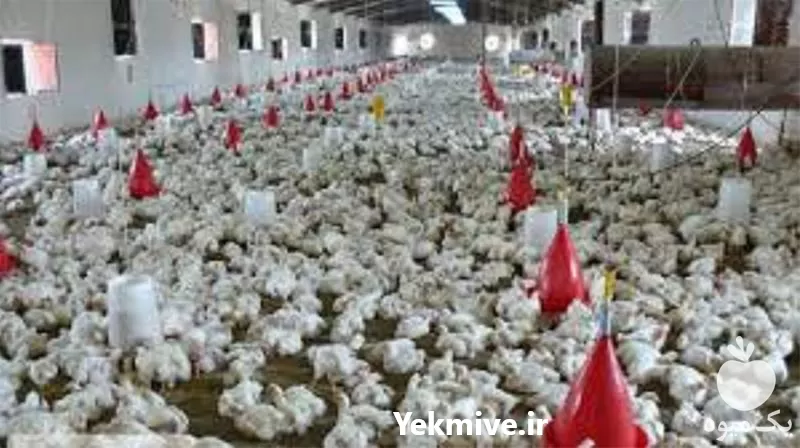 دوره آموزش پرورش مرغ گوشتی در گروه دوره آموزش کشاورزی در یکمیوه -عکس1