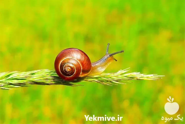 فروش دوره ی تخصصی پرورش حلزون در تهران در گروه دوره آموزش کشاورزی در یکمیوه -عکس1