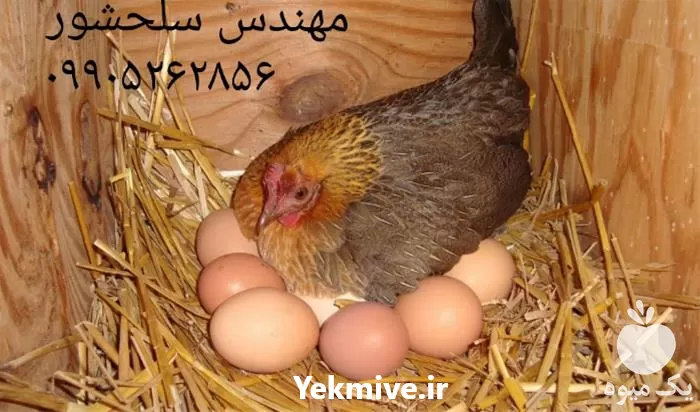 قیمت خرید تخم مرغ نطفه دار در گروه انواع تخم ها در یکمیوه -عکس1