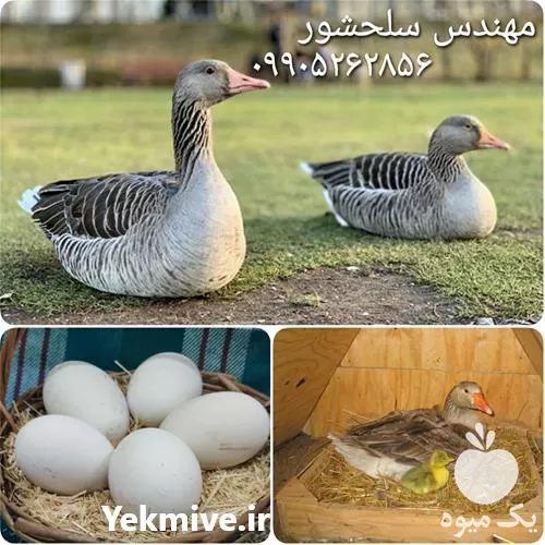 قیمت خرید تخم غاز در البرز در گروه انواع تخم ها در یکمیوه -عکس1