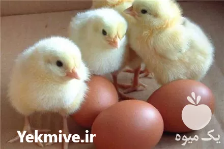 خرید جوجه گوشتی راس کاپ پولت در ورامین در گروه مرغ و خروس و بوقلمون و اردک قو قاز در یکمیوه -عکس1