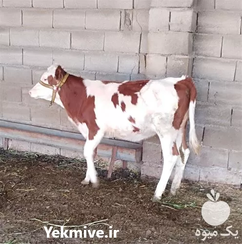 خرید انواع گوساله سیمینتال اصیل قرمز در گروه گاو و گوسفند و میش و بز کهره گوساله در یکمیوه -عکس1