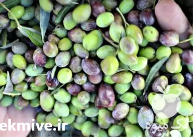 فروش زیتون گریل شده و کبابی در گروه خرید و فروش زیتون در یکمیوه -عکس1