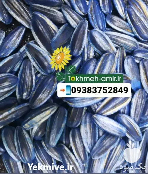 قیمت خرید بذر x 4337 در کرمانشاه در گروه خرید و فروش انواع تخمه در یکمیوه -عکس1