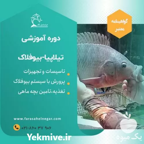 دوره آموزشی پرورش ماهی تیلاپیابا بیوفلاک در تهران در گروه دوره آموزش کشاورزی در یکمیوه -عکس1