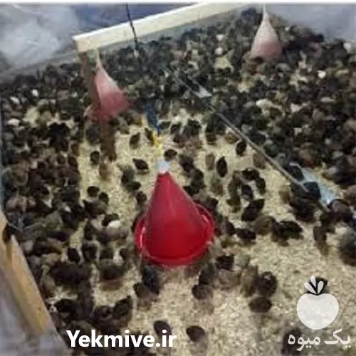 حضوری آنلاین پرورش بلدرچین گوشتی تخمگذار در تهران در گروه دوره آموزش کشاورزی در یکمیوه -عکس1