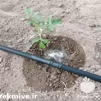 قیمت خرید قیمت نوار تیپ در گروه خرید و فروش نوار تیپ در یکمیوه