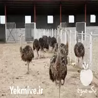 آموزش پرورش شتر مرغ بصورت حضوری در تهران در گروه دوره آموزش کشاورزی در یکمیوه