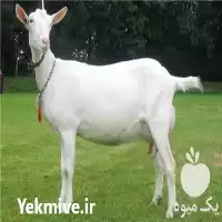 فروش بز سانن در گروه گاو و گوسفند و میش و بز کهره گوساله در یکمیوه