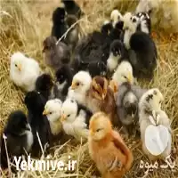 خرید مرغ بومی گلپایگانی جهادی صنعتی در اصفهان در گروه مرغ و خروس و بوقلمون و اردک قو قاز در یکمیوه