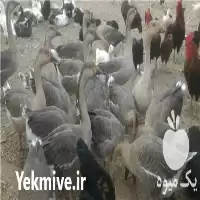 فروش اردک محلی و قوغاز در گروه مرغ و خروس و بوقلمون و اردک قو قاز در یکمیوه