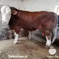 قیمت خرید گوساله داشتی در کرمان  در گروه گاو و گوسفند و میش و بز کهره گوساله در یکمیوه