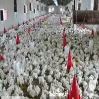 دوره آموزش پرورش مرغ گوشتی در گروه دوره آموزش کشاورزی در یکمیوه