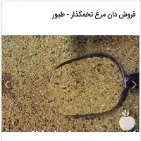 آگهی مشابه قیمت خرید دان مرغ در گروه مرغ و خروس و بوقلمون و اردک قو قاز در یکمیوه