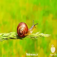 فروش دوره ی تخصصی پرورش حلزون در تهران در گروه دوره آموزش کشاورزی در یکمیوه