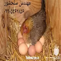 قیمت خرید تخم مرغ نطفه دار در گروه انواع تخم ها در یکمیوه