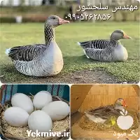 قیمت خرید تخم غاز در البرز در گروه انواع تخم ها در یکمیوه